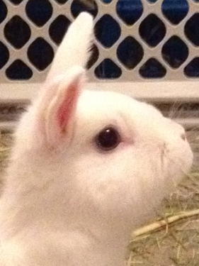 Our pet bunny, Precious, watches for Santa